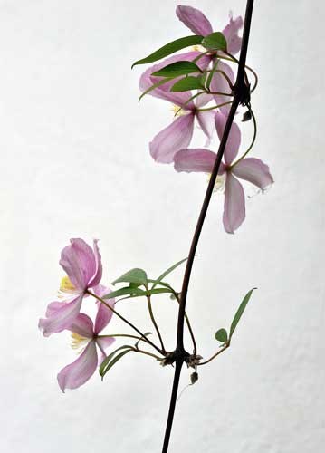 bildreich karten PK 918: schwebend.