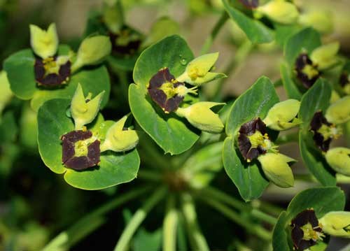 bildreich karten PK 926: euphorbia.