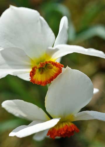 bildreich karten PK 934: narzissenpaar.