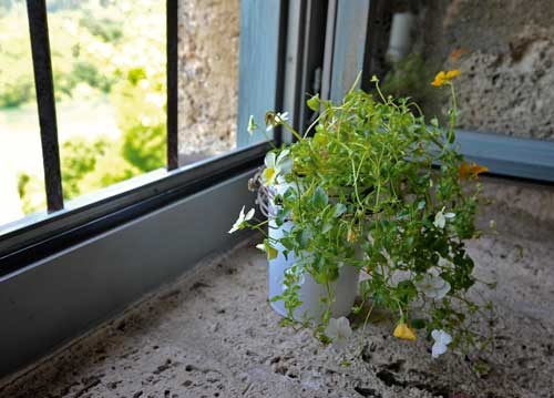 bildreich karten PK 935: fensterveilchen.